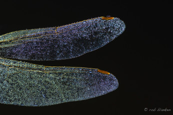 Картинка животные стрекозы капли чёрный фон стрекоза макро крылья