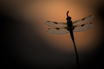 Картинка животные стрекозы стрекоза вечер фон