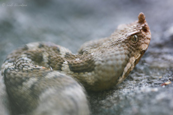 Картинка животные змеи +питоны +кобры макро камень змея