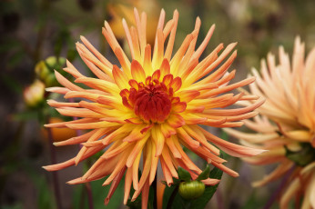 Картинка цветы георгины