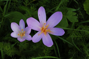 Картинка цветы крокусы