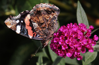 Картинка животные бабочки +мотыльки +моли цветы бабочка