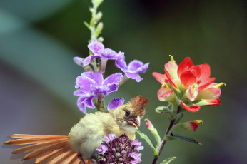 Картинка животные кардиналы птица цветы