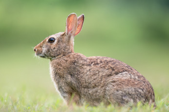 Картинка животные кролики +зайцы заяц