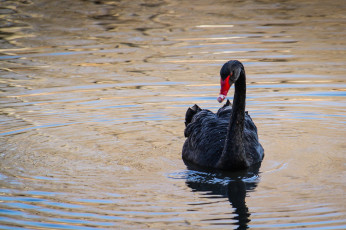 Картинка животные лебеди лебедь черный