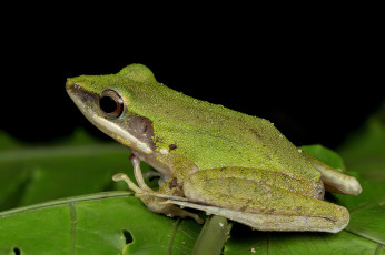 Картинка животные лягушки лягушка