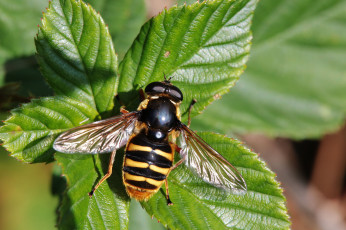 Картинка животные насекомые насекомое листья