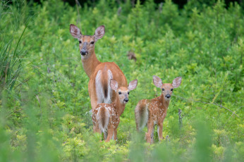 Картинка животные олени луг