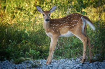 Картинка животные олени олениха