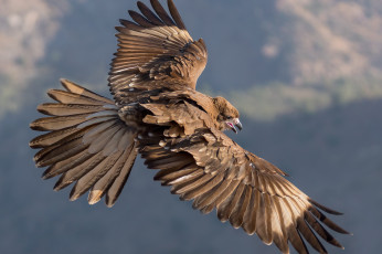 Картинка животные птицы+-+хищники парение