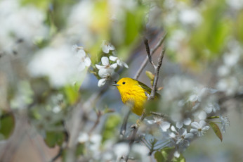 Картинка животные птицы фон ветки листья птичка цветы весна