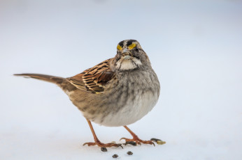 Картинка животные птицы птаха
