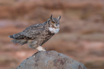 Картинка животные совы сова