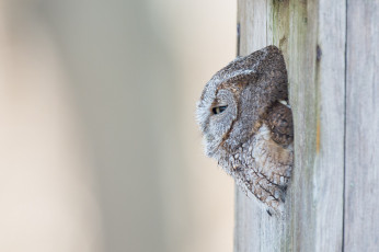 Картинка животные совы сова дупло дерево фон