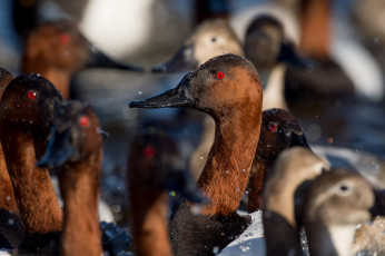 Картинка животные утки озеро