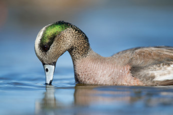 Картинка животные утки утка озеро