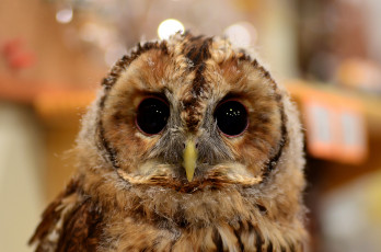 Картинка животные совы взгляд сова