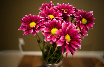 Картинка цветы хризантемы розовые