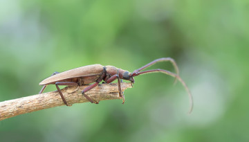 Картинка животные насекомые жучок