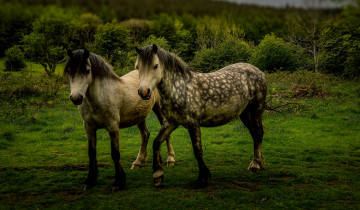 Картинка животные лошади луг