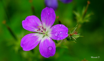 Картинка цветы луговые+ полевые +цветы капли макро цветок