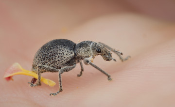 Картинка животные насекомые жучок