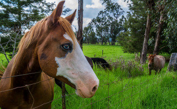 Картинка животные лошади взгляд грива лошадь