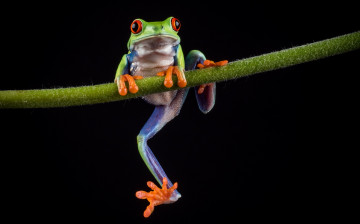 Картинка животные лягушки лягушка