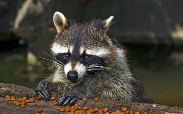 Картинка животные еноты морда взгляд енот