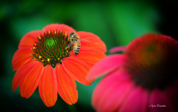 Картинка цветы эхинацея