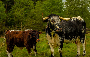 Картинка животные коровы +буйволы