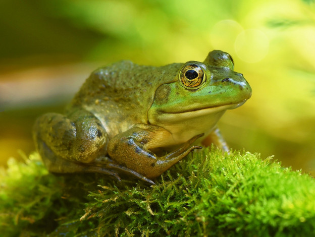 Обои картинки фото животные, лягушки, лягушка