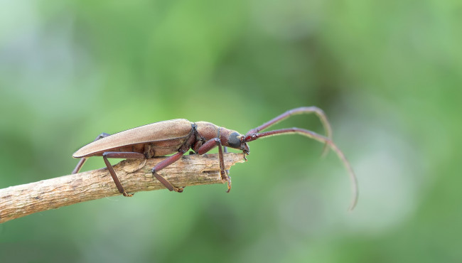 Обои картинки фото животные, насекомые, жучок