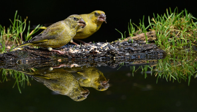 Обои картинки фото животные, птицы, птахи