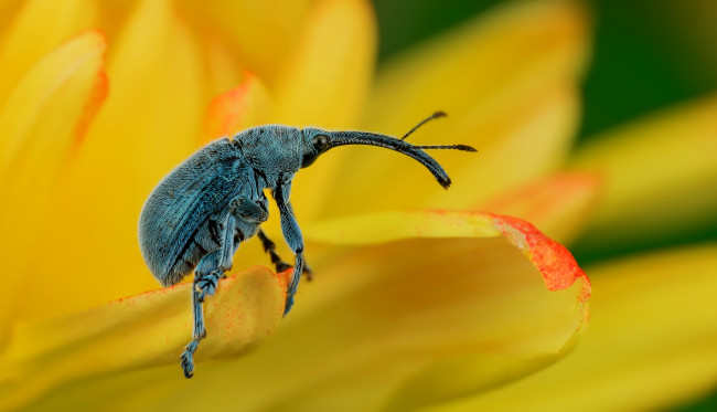 Обои картинки фото животные, насекомые, жучок