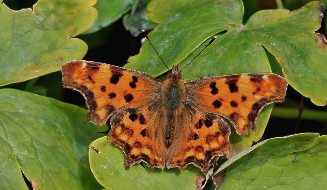 Обои картинки фото животные, бабочки,  мотыльки,  моли, бабочка