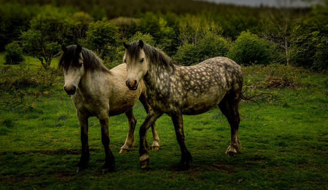 Обои картинки фото животные, лошади, луг