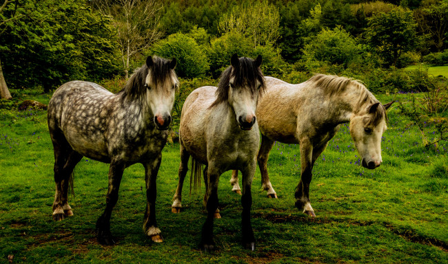 Обои картинки фото животные, лошади, луг