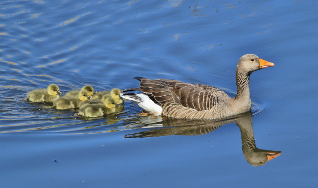 Обои картинки фото животные, гуси, гусыня, птенцы