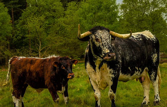 Обои картинки фото животные, коровы,  буйволы