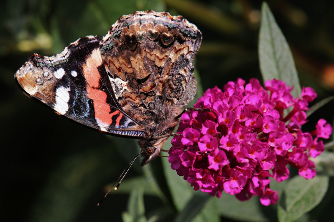 Обои картинки фото животные, бабочки,  мотыльки,  моли, цветы, бабочка