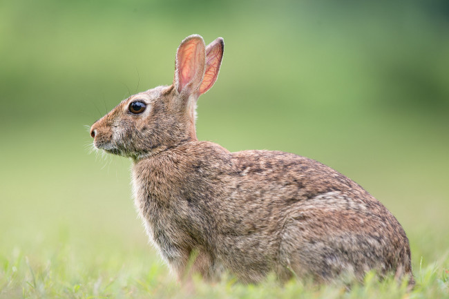Обои картинки фото животные, кролики,  зайцы, заяц