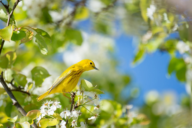 Обои картинки фото животные, птицы, листья, ветки, небо, птичка