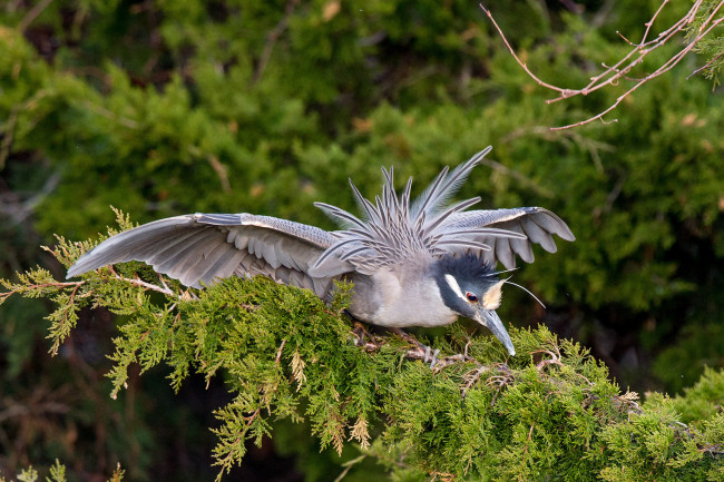 Обои картинки фото животные, птицы, птица, ветки