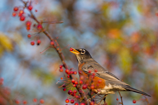 Обои картинки фото животные, птицы, ветка, ягоды, птица