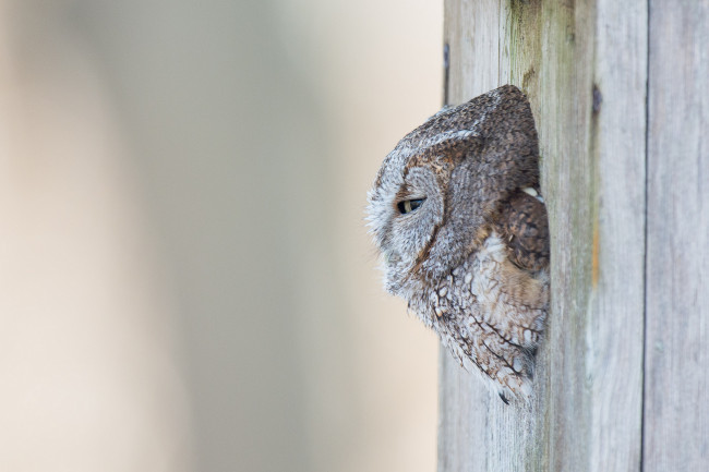 Обои картинки фото животные, совы, сова, дупло, дерево, фон