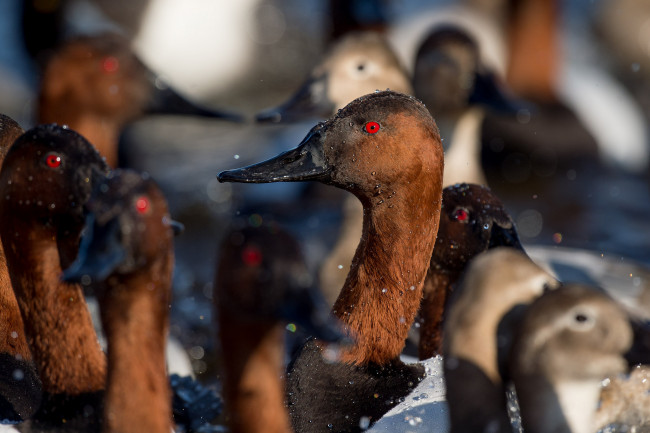 Обои картинки фото животные, утки, озеро