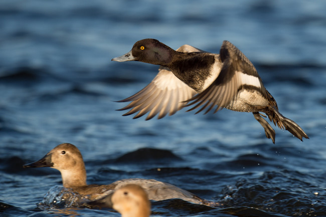 Обои картинки фото животные, утки, озеро