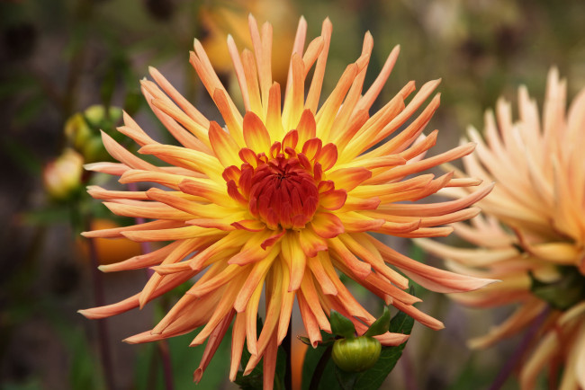 Обои картинки фото цветы, георгины