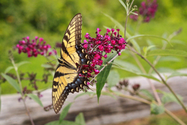 Обои картинки фото животные, бабочки,  мотыльки,  моли, бабочка